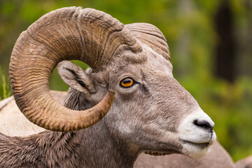 Closeup portrait of a male bighorn sheep (Ram) (Ovis canadensis) during summer in the Canadian Rockies