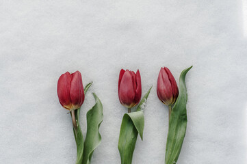 Three red tulips on white snow closeup with place for text.