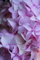 Fototapeta premium Pink hydrangea blossom