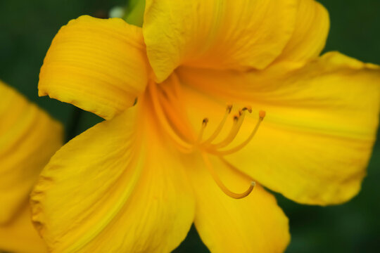 Yellow Daylily Flower Close-up