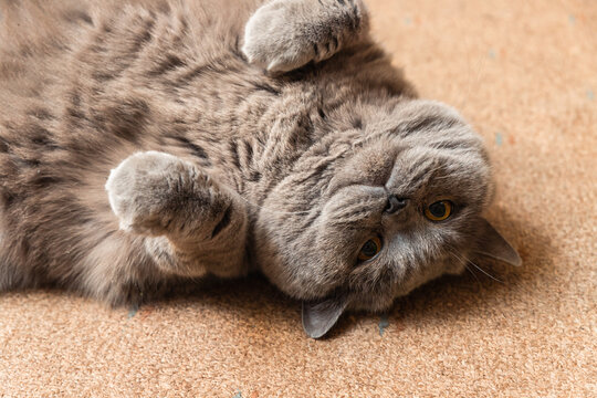 Fat fluffy British cat lying on the floor
