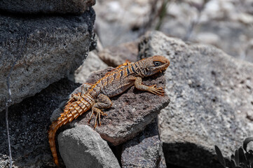 Collared lizard with spiny tail, typical of Madagascar.
