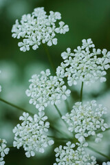 Queen Anne's lace flower
