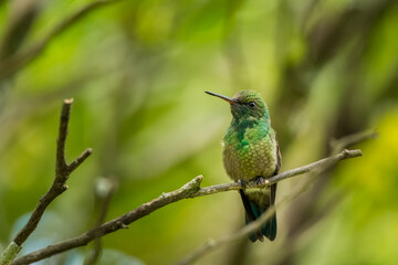 Juvenile tiny hummingbird with green plumage staying still on a branch