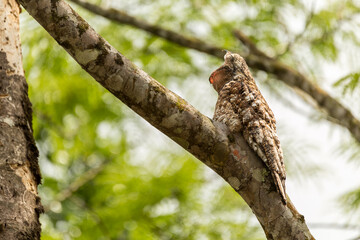 Potoo (Nyctibius Grandis) bird camouflaged on a tree branch with brown and white feathers yawning in the rainforest