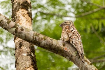 Potoo (Nyctibius Grandis) bird camouflaged on a tree branch with brown and white feathers totally still in the rainforest