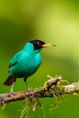 Closeup portrait of a male Green Honeycreeper (Chlorophanes Spiza), perched showing its profile and amazing turquoise plumage in the rainforest