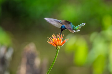 White-necked Jacobin hummingbird (Florisuga mellivora) hovering on top of an orange flower drinking nectar in the rainforest