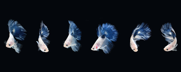 Blue White halfmoon betta fish siamese (Blue rim panda dalmatian type) isolated on black color...