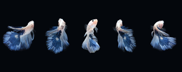 Blue White halfmoon betta fish siamese (Blue rim panda dalmatian type) isolated on black color...