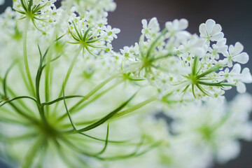 Queen Anne's lace flower