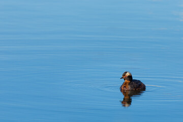 Horned Grebe (Podiceps Auritus) with breeding plumage reflected on the water during spring in Canada