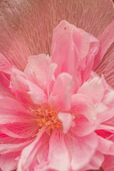 Fototapeta na wymiar Pink peony bloom