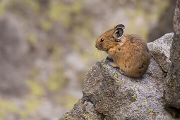 Cute American Pika (Ochotona princeps) with brown fur staying still on some rocks in the Canadian Rockies