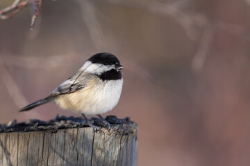 Black-capped Chickadee (Poecile atricapillus) eating sunflower seeds on a log during winter in Canada