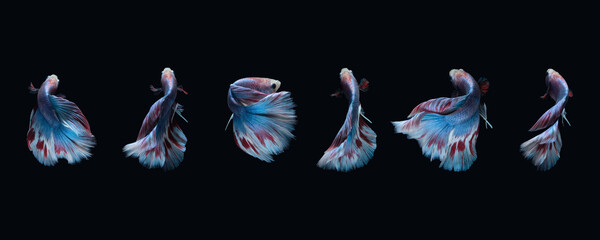 Photo collage of Blue marble grizzle halfmoon betta fish siamese isolated on black color background