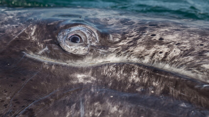 Eye closeup of innocent juvenile gray whale calf (Eschrichtius robustus), curiously inspecting above the ocean in the west coast of Mexico