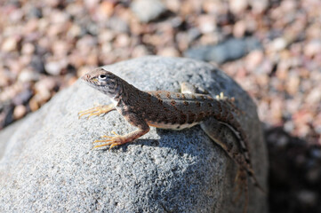 Desert spiny lizard perched on sunlit rock amid gravel, illustrating reptilian thermoregulation, camouflage, and adaptation to arid microhabitats in Southwestern desert ecosystems