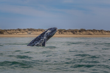 Playful female adult gray whale (Eschrichtius robustus) breaching in the coast of Mexico, Adolfo Lopez Mateos, Baja California Sur