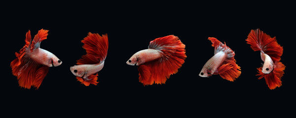 Photo collage flaying and dancing betta siamese fighting fish on a water isolated on black background (Halfmoon Rosetail Mascot Red Dragon type)