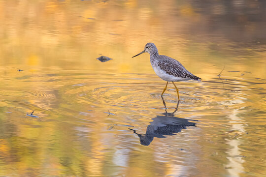 Greater Yellowlegs (Tringa melanoleuca) feeding on shallow water with yellow reflections from leaves turning during fall