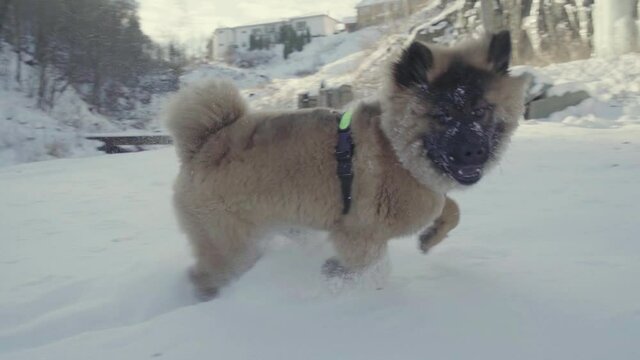 Eurasier puppy running in the snow (120fps slowed down to 24fps)
Puppy running in snow