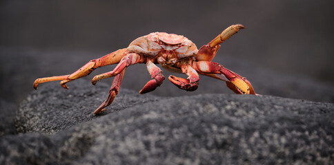crab on a gray rock