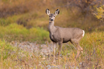 Naklejka na ściany i meble Mule Deer (female) (Odocoileus hemionus) with long ears alert between tall grass and shrubs during fall with yellow and green foliage