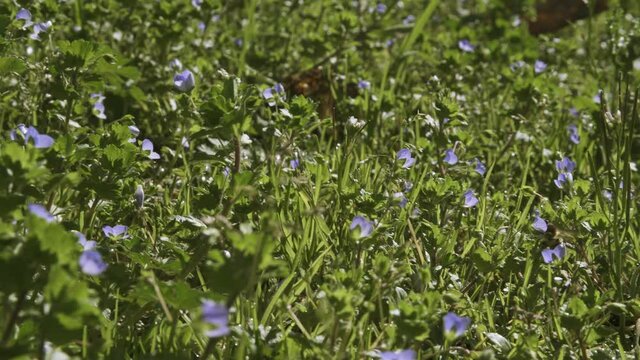 Bees flying flower to flower collecting pollen in a field of purple flowers on a sunny day.