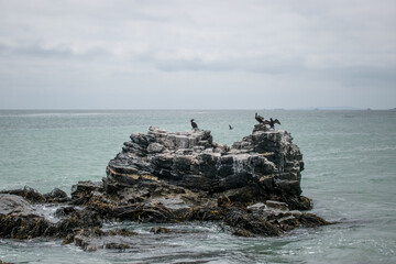 birds in the rock in the middle of the sea