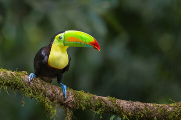 Keel-billed Toucan (Ramphastos Sulfuratus) with striking multicolored bill and contrast colors, green, orange, red, yellow, black and blue in the Caribbean lowlands rainforest, Costa Rica