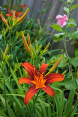 Red daylilies