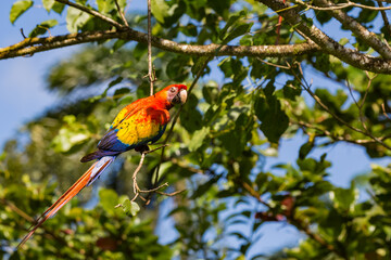 Multicolored adult parrot Scarlet Macaw (Ara macao), contrast with red, yellow and blue feathers, hanging from a branch, Caribbean Lowlands rainforest