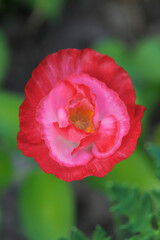 Obraz premium Red poppy flower