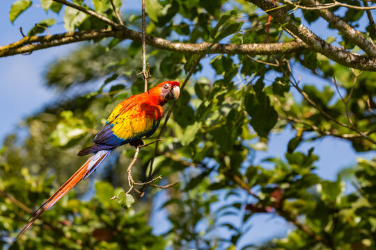 Multicolored adult parrot Scarlet Macaw (Ara macao), contrast with red, yellow and blue feathers, hanging from a branch, Caribbean Lowlands rainforest