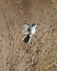 Blue-grey Gnatcatcher