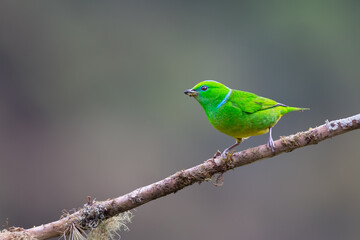 Female Golden-browed Chlorophonia (Chlorophonia callophrys), perched, intense green feathers with a blue line on its nape, Costa Rica