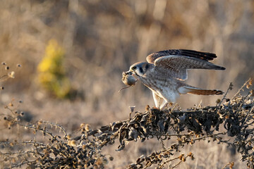 American Kestrel