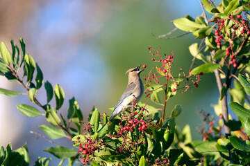Cedar- wax Wing