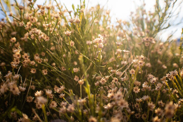 Thriving Flowers in the Sonoran Desert