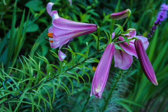 Pink Asiatic Lilies