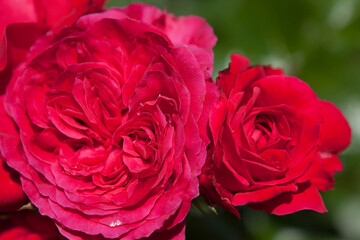 真っ赤なバラの花のクローズアップ	