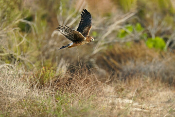 Northern Harrier
