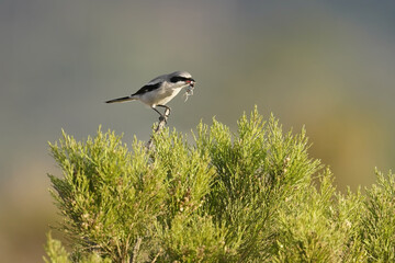 loggerhead shrike