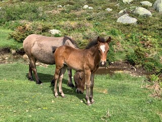 Fototapeta premium horse and foal