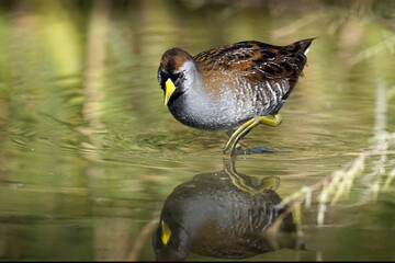 Sora