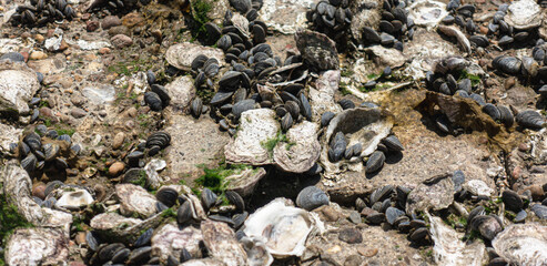 Clam shells at the bay