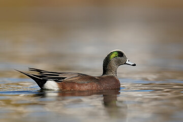 American Wigeon
