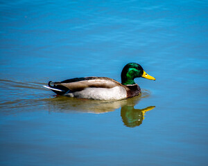 duck on the water