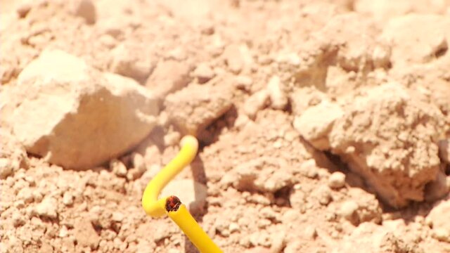 dynamite wick lighter